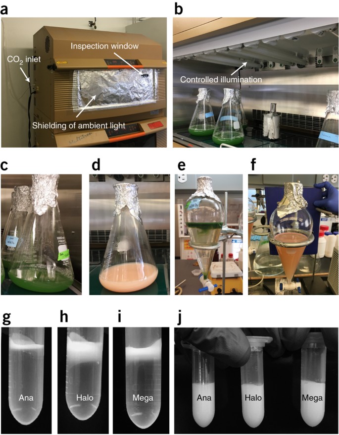 Preparation of biogenic gas vesicle nanostructures for use as 