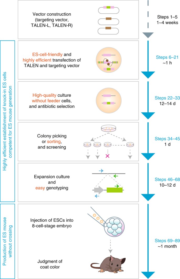 Production of knock-in mice in a single generation from embryonic stem  cells | Nature Protocols