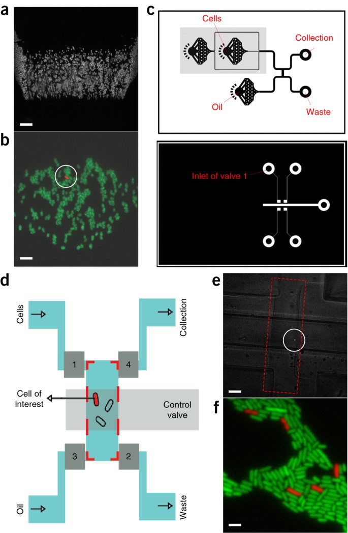 Single Cell Microscopy Of Suspension Cultures Using A Microfluidics Assisted Cell Screening Platform Nature Protocols