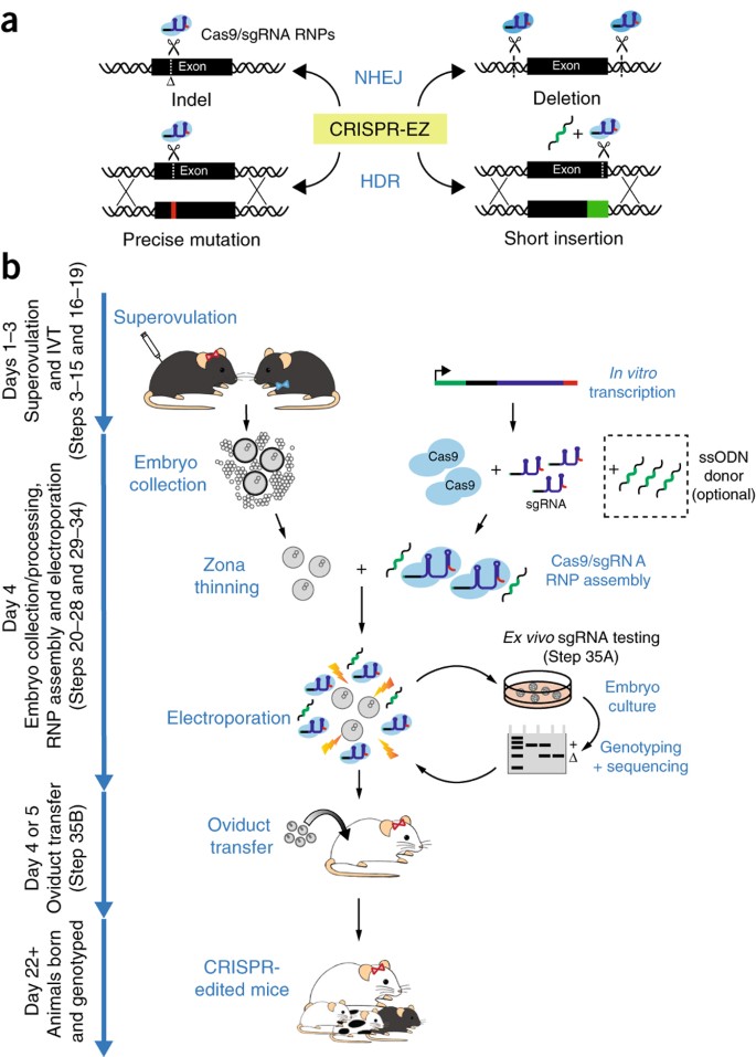 Efficient Mouse Genome Engineering By Crispr Ez Technology Nature Protocols
