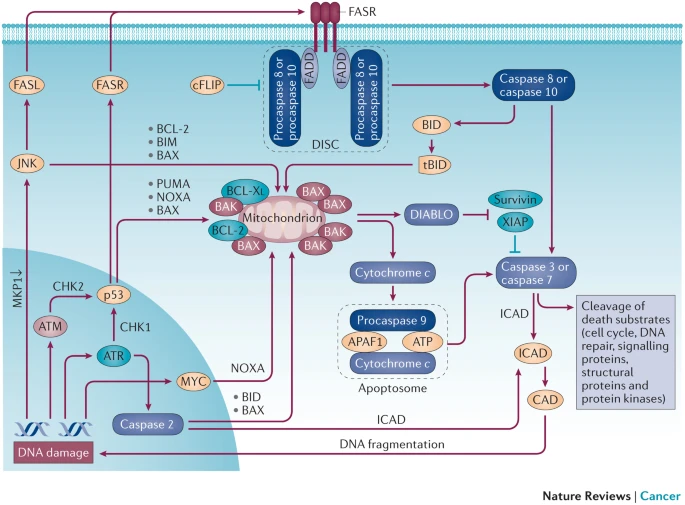 DNA damage-dependent apoptosis