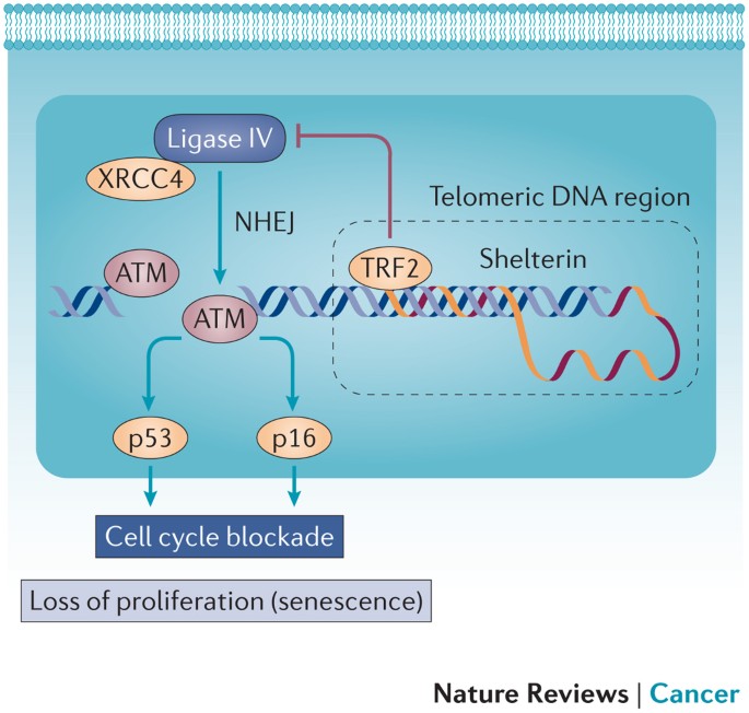dna damage and the balance between