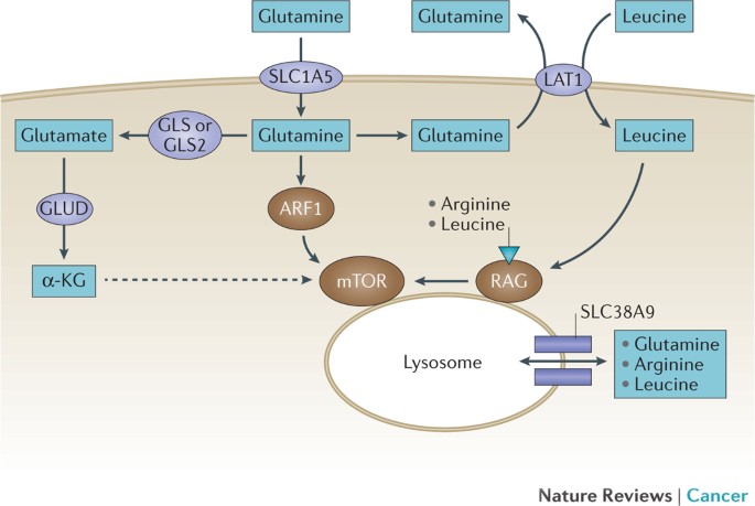 can you take glutathione and glutamine together Dose-dependent effect of reduced glutathione (GSH) on renal CN1