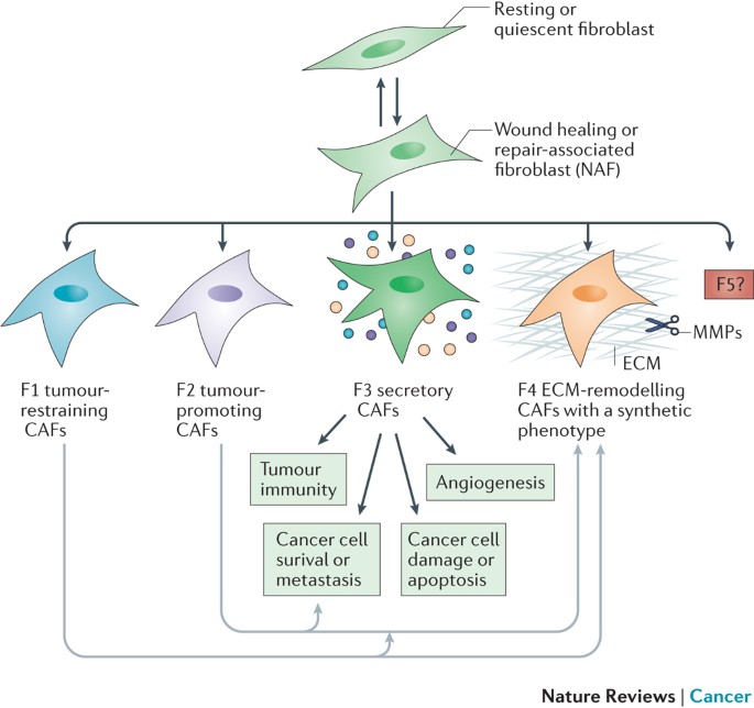 The Biology And Function Of Fibroblasts In Cancer Nature Reviews Cancer