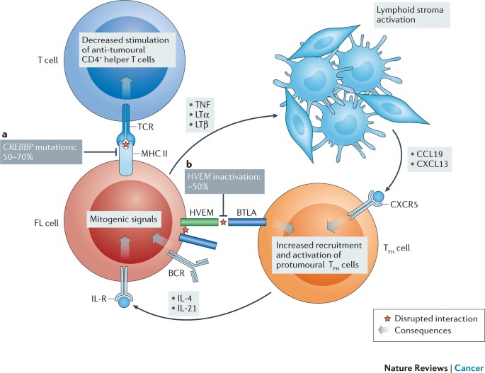 From Genetics To The Clinic A Translational Perspective On Follicular Lymphoma Nature Reviews Cancer