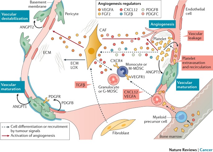 bpc 157 alzheimers BPC-157: Tendon Repair and More