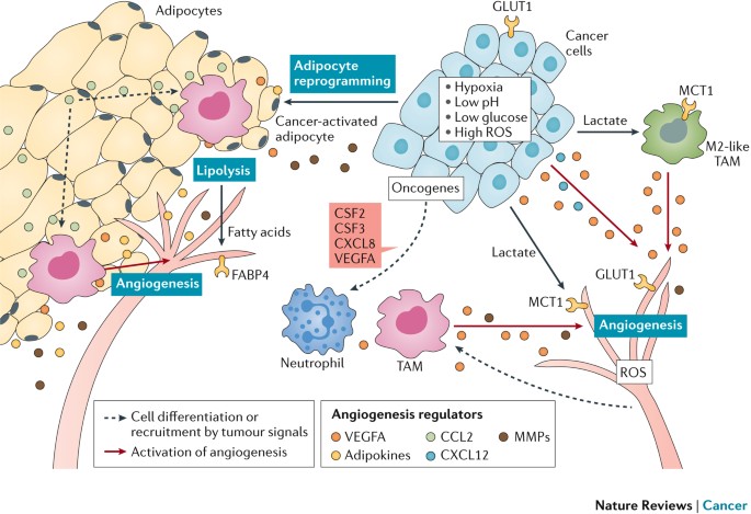 Microenvironmental regulation of tumour angiogenesis