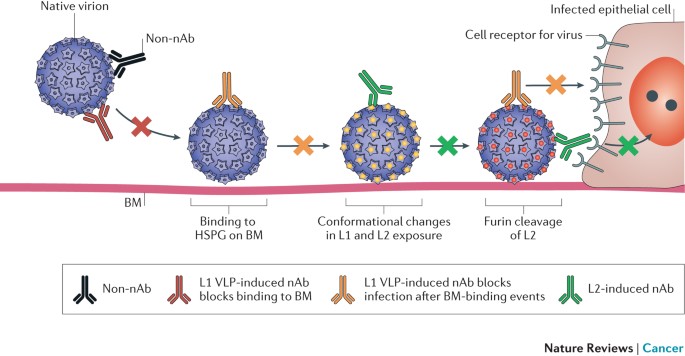 human papillomavirus vaccine immunity)