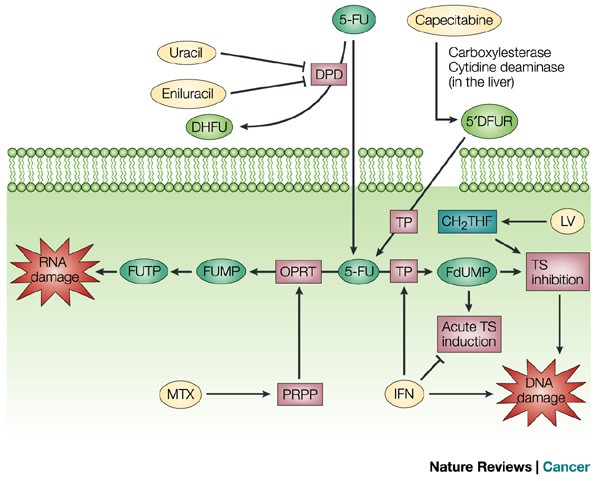 5-Fluorouracil: mechanisms of action and clinical strategies | Nature  Reviews Cancer