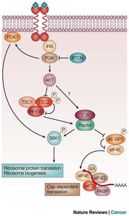 The tor pathway: a target for cancer therapy | Nature Reviews Cancer