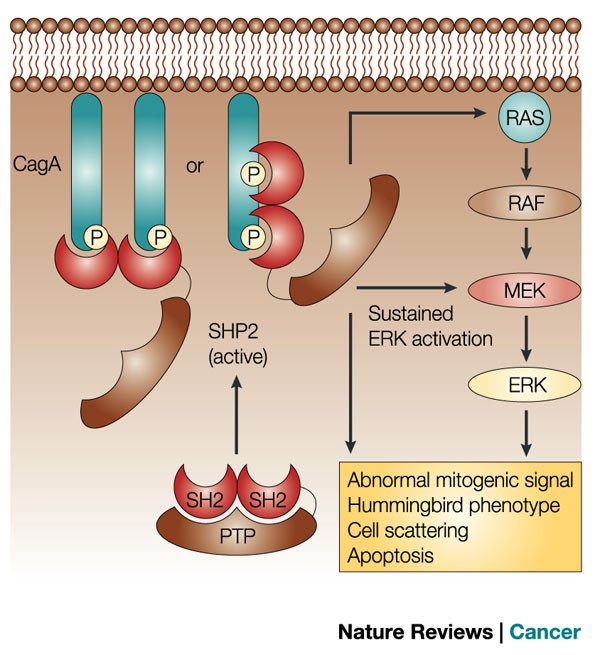 Caga белок. Caga helicobacter pylori. Caga helicobacter pylori. Cag a helicobacter pylori. Helicobacter pylori патогенез.