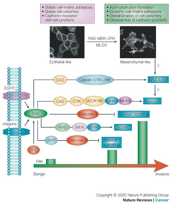 The role of focal-adhesion kinase in cancer — a new therapeutic opportunity  | Nature Reviews Cancer