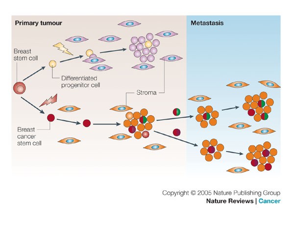 Breast cancer metastasis: markers and models | Nature Reviews Cancer