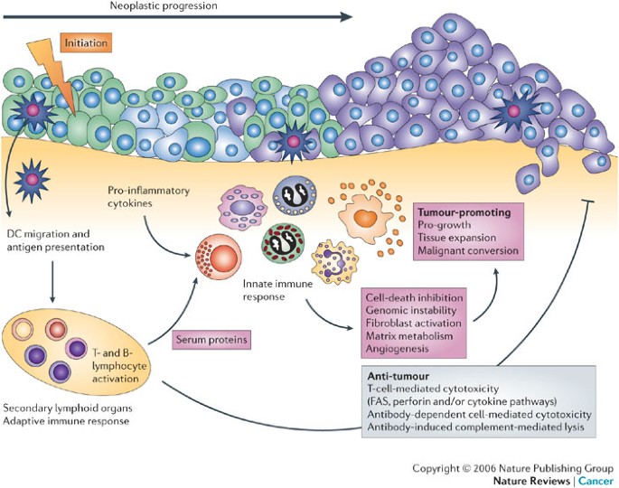 Paradoxical roles of the immune system during cancer development Nature Reviews Cancer