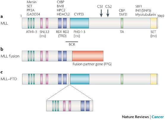 Mll Translocations Histone Modifications And Leukaemia Stem Cell Development Nature Reviews Cancer