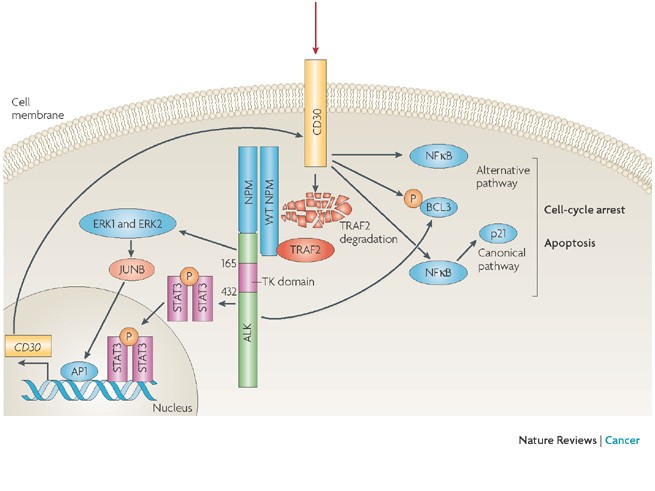 Picture of Anaplastic lymphoma kinase