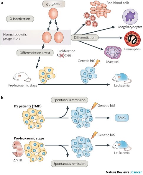 glutathione cancer cells Role of Glutathione in Cancer: From Mechanisms to Therapies
