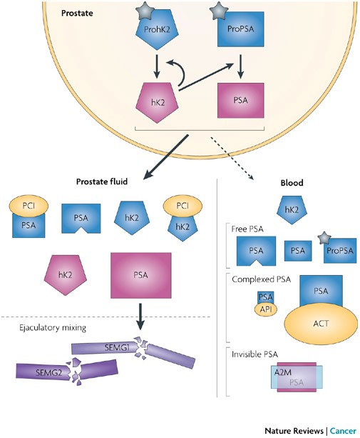 prostate specific antigen review)