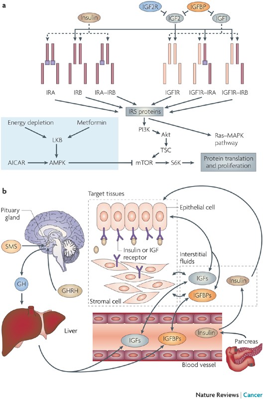 does igf 1 lr3 cause cancer The role of IGF/IGF-1R signaling in the regulation of stem cells | Clinical and Translational Oncology IGF-1 LR3 Before and After: