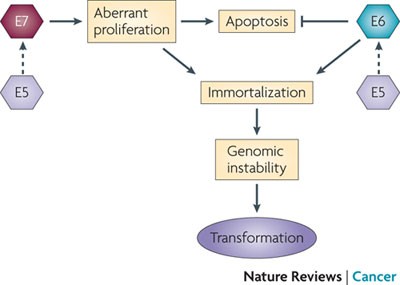 human papillomavirus oncoproteins pathways to transformation