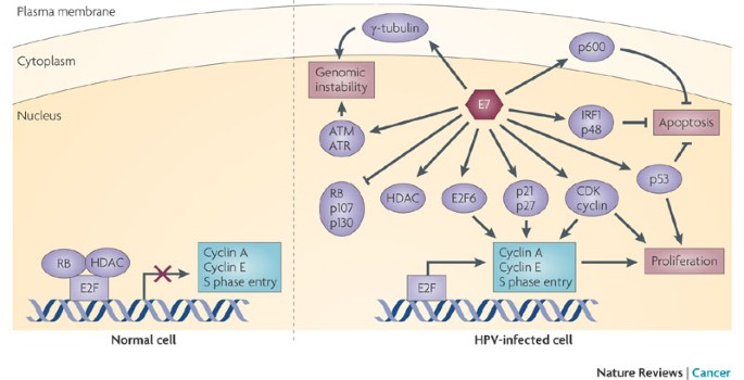 Human papillomavirus oncoproteins pathways to transformation