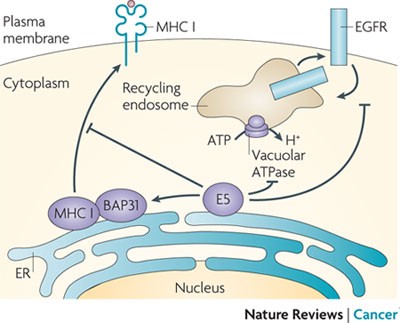 Human papillomavirus oncoproteins. Antihelmintice rapide