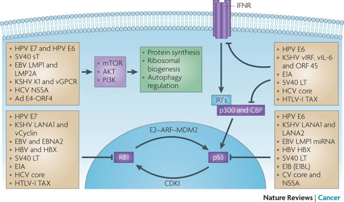 Why do viruses cause cancer? Highlights of the first century of human tumour virology | Nature Reviews Cancer Why do viruses cause cancer? Highlights of the first century of human tumour virology | Nature Reviews Cancer