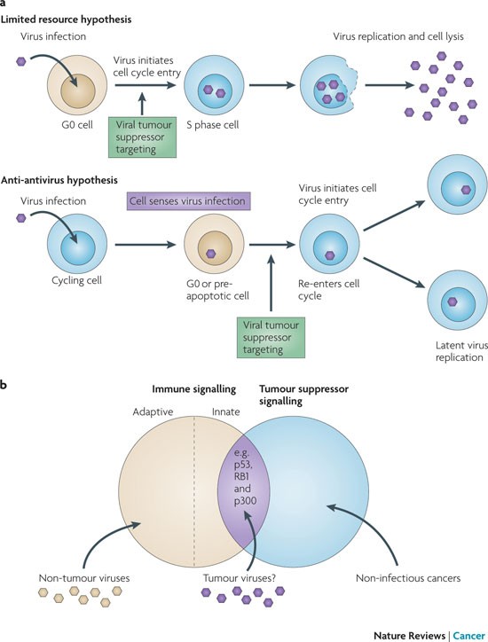 Why do viruses cause cancer? Highlights of the first century of human tumour virology | Nature Reviews Cancer Why do viruses cause cancer? Highlights of the first century of human tumour virology | Nature Reviews Cancer
