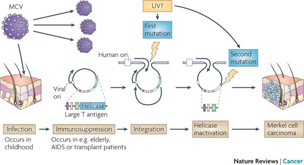 Why Do Viruses Cause Cancer Highlights Of The First Century Of Human Tumour Virology Nature Reviews Cancer