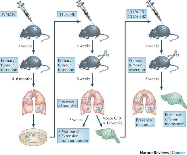 Mouse models of advanced spontaneous metastasis for experimental  therapeutics | Nature Reviews Cancer