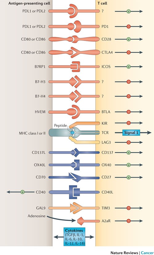 The blockade of immune checkpoints in cancer immunotherapy | Nature Reviews  Cancer