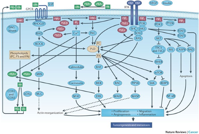 how much melanotan do i inject Melanotan 2 - 10MG