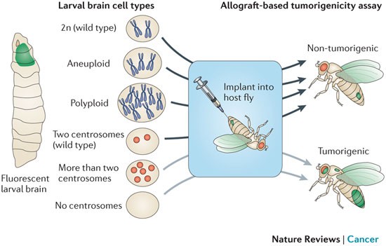melanotic tumors drosophila Drosophila melanogaster: a model and a tool to investigate malignancy and  identify new therapeutics