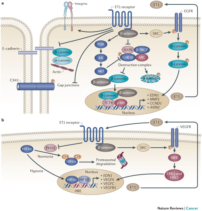 Endothelin 1 in cancer: biological implications and therapeutic opportunities Nature Reviews Cancer