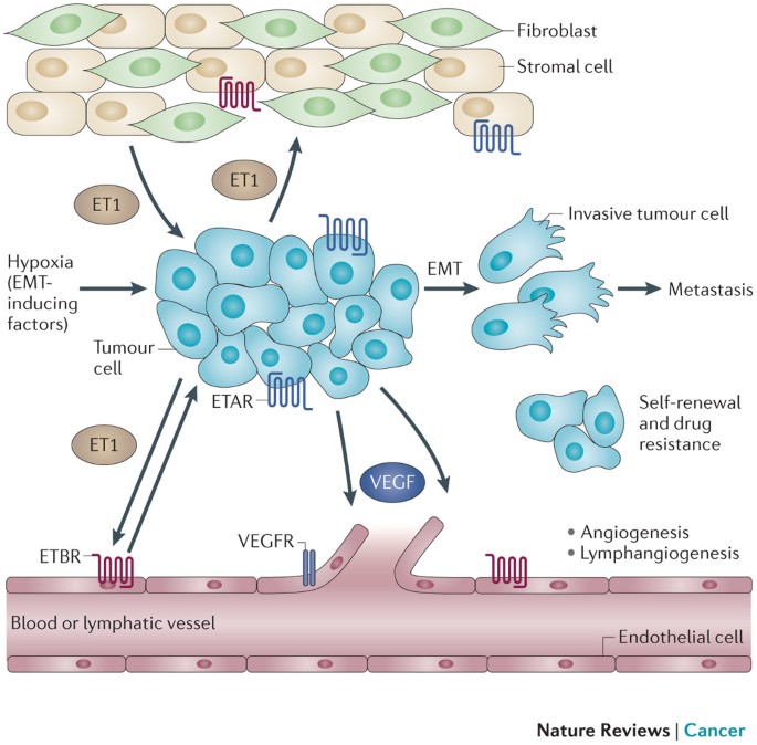 Endothelin 1 in cancer: biological implications and therapeutic  opportunities | Nature Reviews Cancer