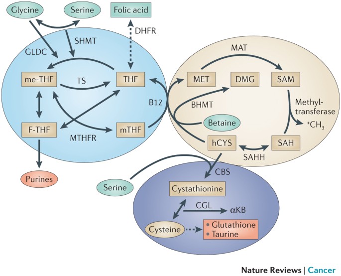 ipamorelin ghrelin receptor growth hormone secretagogue Peptidomimetic growth hormone secretagogue derivatives for positron  emission tomography imaging of the ghrelin receptor