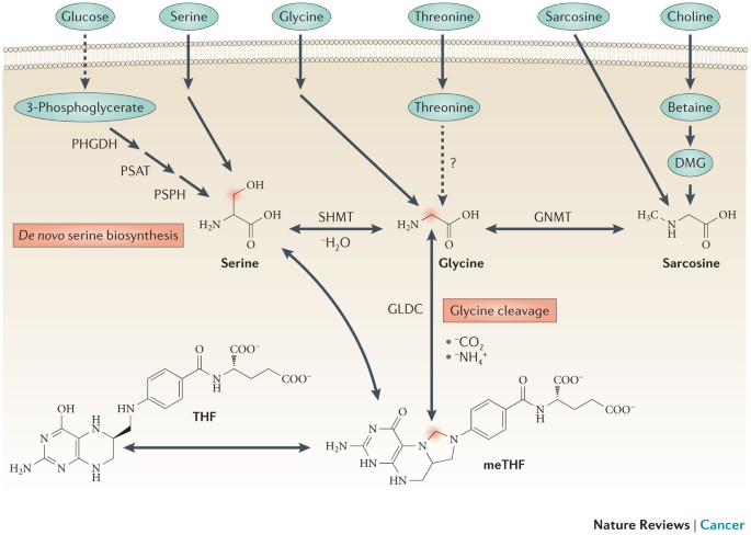 Serine, glycine and one-carbon units: cancer metabolism in full circle |  Nature Reviews Cancer