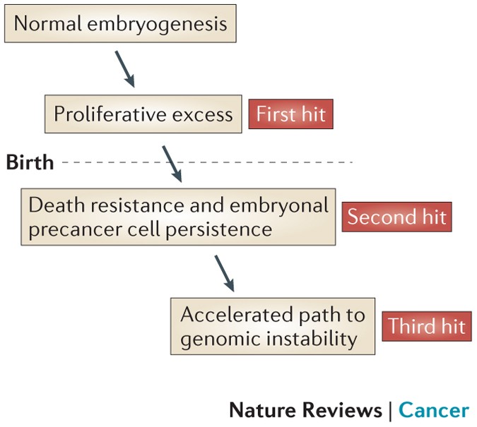 The prenatal origins of cancer | Nature Reviews Cancer