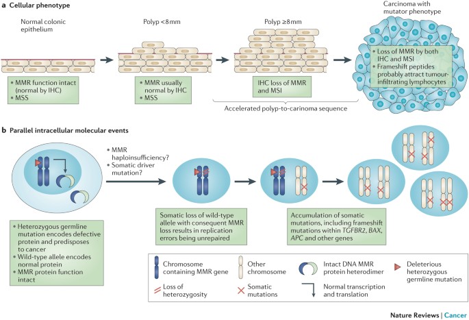Milestones of Lynch syndrome: 1895–2015 | Nature Reviews Cancer