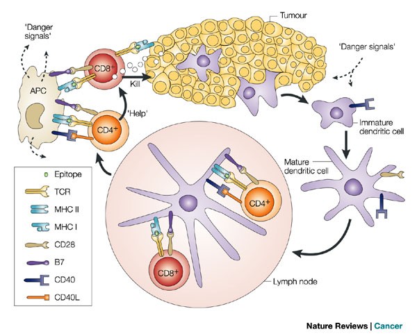 Immune evasion in human papillomavirus-associated cervical cancer | Nature  Reviews Cancer