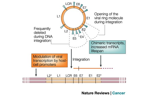 Infectie genitala cu Human Papilloma Virus (HPV)