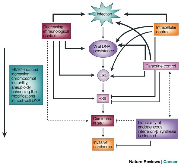 papillomaviruses and cancer metode de cercetare helmint