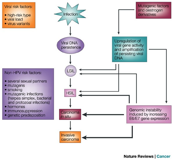 how papillomavirus causes cancer)