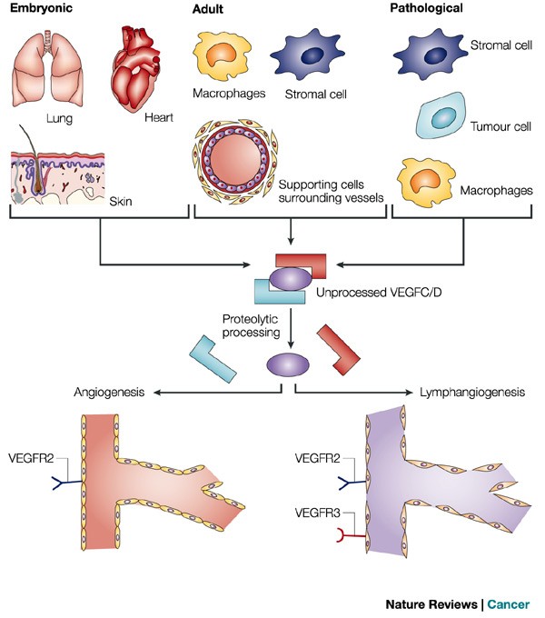 Lymphangiogenesis And Cancer Metastasis Nature Reviews Cancer
