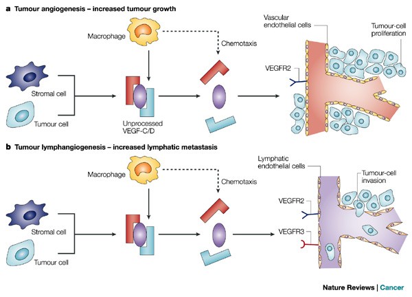 Lymphangiogenesis And Cancer Metastasis Nature Reviews Cancer