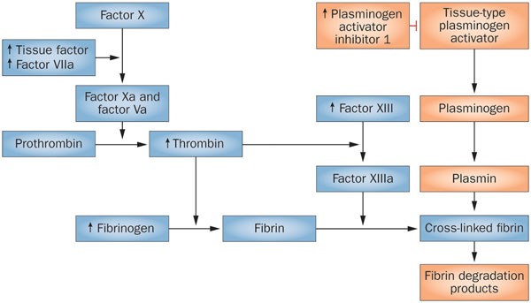 pathophysiology of cigarette smoking The biology behind the atherothrombotic effects of cigarette smoke pathophysiology of cigarette smoking The biology behind the atherothrombotic effects of cigarette smoke