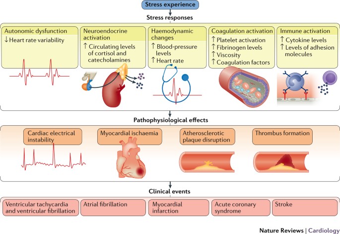 Effects Of Stress On The Development And Progression Of Cardiovascular Disease Nature Reviews Cardiology