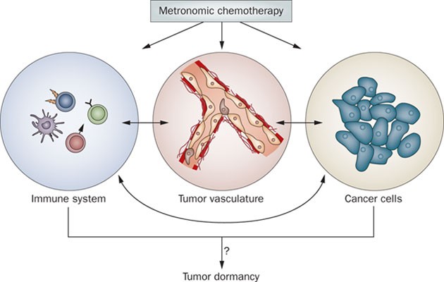 Metronomic chemotherapy: new rationale for new directions | Nature Reviews  Clinical Oncology