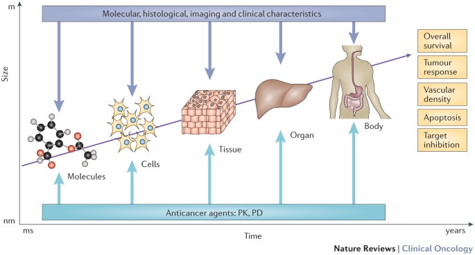 Computational oncology — mathematical modelling of drug regimens
