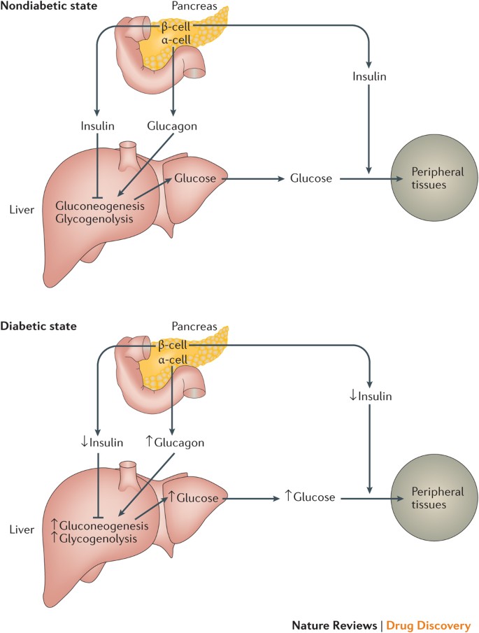 metabolism and diabetes)